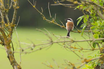 Male red-backed shrike
