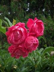 Vibrant pink roses blooming in a lush garden setting, showcasing natural beauty and floral elegance