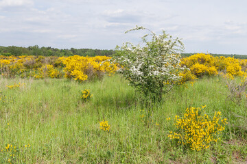 Flowering heath landscape in germany