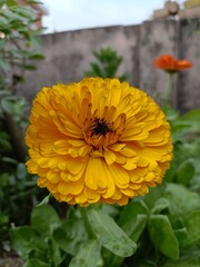 bee on yellow flower