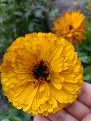 yellow chrysanthemum in the garden