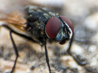 Detailed macro of a housefly showcasing its compound eyes and intricate body structure
