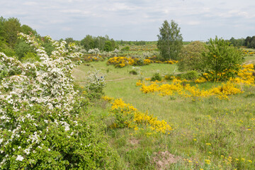 Flowering heath landscape in germany