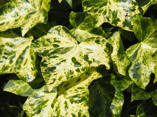 Variegated ivy Hedera helix 'Profesor Seneta' close-up of green and yellow leaves, ornamental foliage plant, garden background