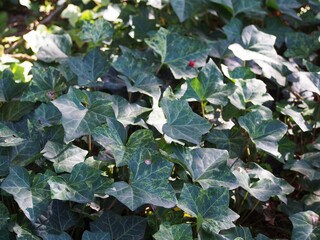 Variegated ivy Hedera helix 'Profesor Seneta' close-up of green and yellow leaves, ornamental foliage plant, garden background