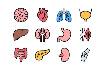 Human internal organ colorful icon set for healthcare. Medical anatomy symbols collection. Anatomy organ element design pack. Brain, Heart, Lung, Bladder, Liver, Kidney, Stomach, Intestine, Pancreas