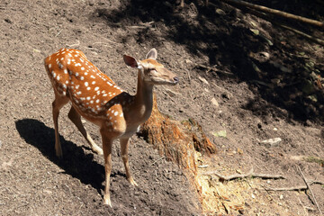 Wild spotted deer in natural setting, facing left, standing on dry soil, eco travel, animal...