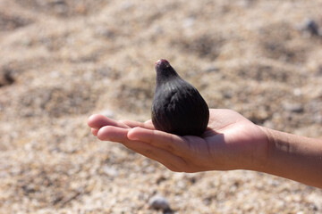 Dark fig on the palm of a child over a sandy background