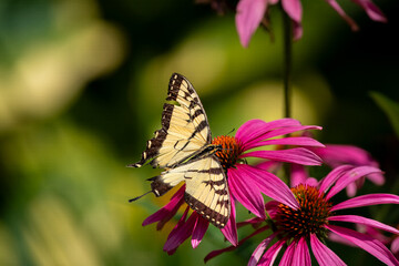 Monarch Butterfly on Flower