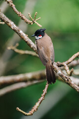 A brown bird with a black crest perched on a tree branch in a blurred green forest background.
