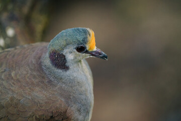 Close-up portrait of a grey-headed quail with a distinctive orange crest and dark markings.  Soft,...
