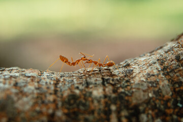 Close-up of two reddish-brown ants carrying a small object on a textured tree branch. Shallow depth of field.