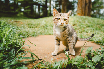A tabby cat stands on a grassy patch in a forest clearing, looking directly at the camera.
