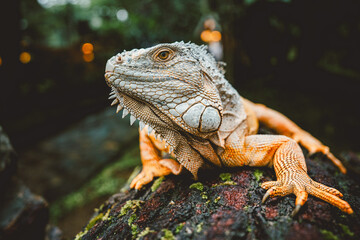 A close-up shot of a vibrant, orange iguana perched on a mossy rock, with a blurred forest background.