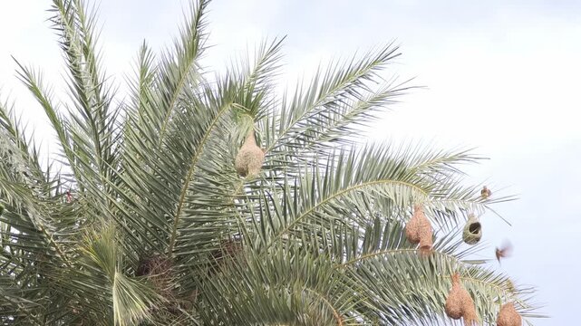 Baya weaver bird building nest on palm tree