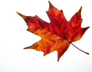 Fototapeta premium Colorful maple leaf isolated on white backdrop. Autumn season vibrant red, orange, yellow colors. Fall foliage, nature beauty, autumn background for design, product placement, commercial use.