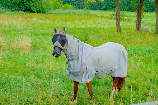 Horse wearing full protective gear against biting insects such as horseflies and mosquitoes, including fly sheet and fly mask.