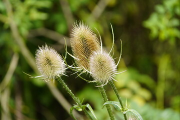 The wild teasel (Dipsacus fullonum L., synonym: Dipsacus sylvestris Huds.) is a plant species that belongs to the subfamily Dipsacoideae. Hanover Leinewiesen, Germany,
