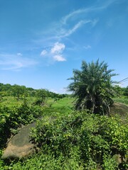 Blue sky and cloud with meadow tree. Beautiful blue sky with cloud and tree.