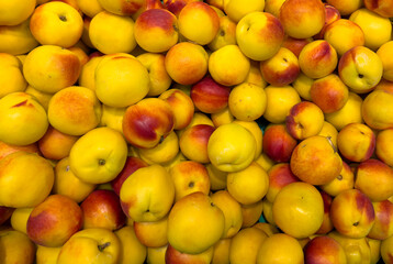 Yellow and red peaches: a close-up of a fresh harvest