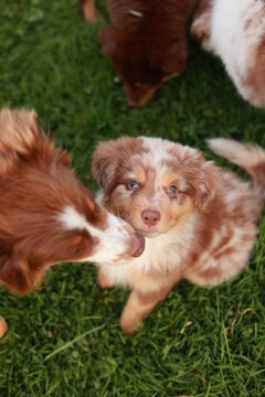 Brown and white dog is looking at the camera