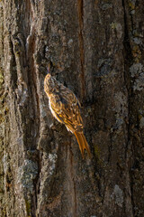 Short-toed Treecreeper perched on a tree trunk in the morning light