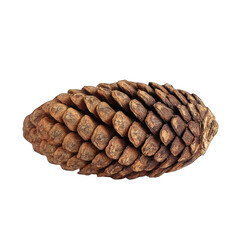 Close-up of a dried pine cone