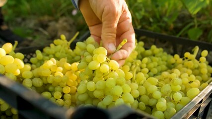 Grapes in a field during the grape season