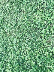 Naklejka premium Green grass, lawn texture good for background