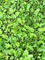 Green grass, lawn texture good for background