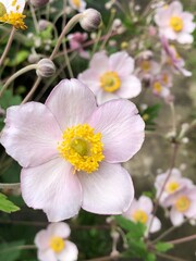 Pink flowers with yellow center