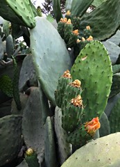 Premium Photography of Opuntia ficus-indica in full bloom isolated. Prickly Pear Cactus blossom close up, Indian Fig blooming, Barbary Fig isolated, Nopal Cactus, Mission Cactus. Mediterranean fruits.