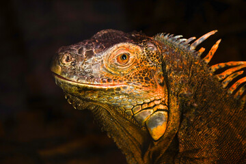 A detailed, close-up photograph of an orange and brown iguana.