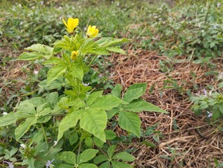 Asian spider flower (Cleome viscosa) in outdoor garden