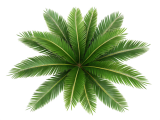 top view palm leaves tree isolated on AI generated by PNG