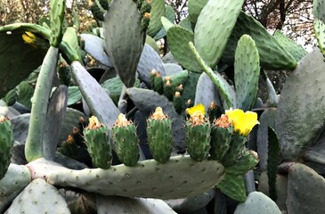 Premium Photography of Opuntia ficus-indica in full bloom isolated. Prickly Pear Cactus blossom...
