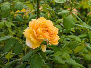 Yellow rose in garden