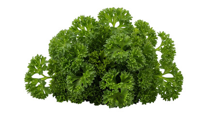 Obraz premium Fresh curly parsley isolated on transparent background a vibrant herb for culinary use, adding flavor and aroma to dishes with its green leaves and aromatic properties