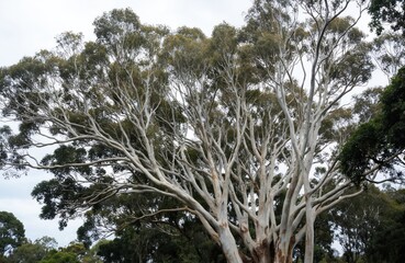 Majestic Eucalyptus Camaldulensis tree in natural environment exhibits iconic smooth white bark, towering height. Unique botanical specimen stands among plants against soft sky. Serene landscape