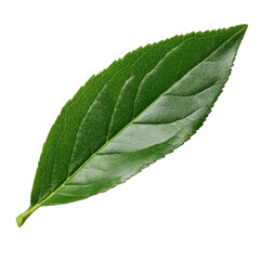 Obraz premium Close-up of a vibrant green leaf. A single leaf, sharply focused, displays detailed venation and a smooth texture. Its ovoid shape and pointed tip are clearly visible against a black background
