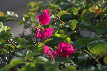 pink rose bush