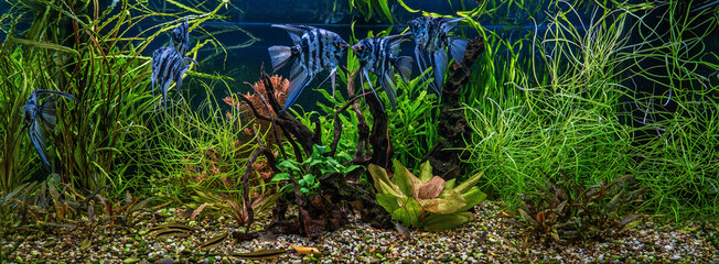 Fish tank with snags, tropical fish and water plants. Blue marbled angelfish.