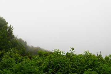 Lush green foliage and trees emerging from dense fog in a misty forest landscape, creating a tranquil and mysterious atmosphere.
