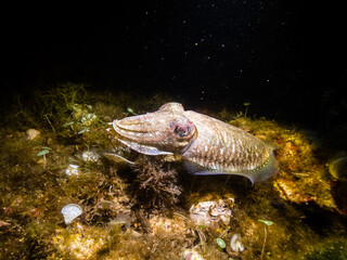 Common Cuttlefish Mediterranean