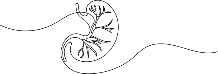 Human stomach icon continuous one line drawing for anatomy and medical design concepts
