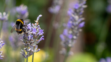 Bumblebee bee lavender flower nature summer garden insect pollination purple nectar pollen wildlife...