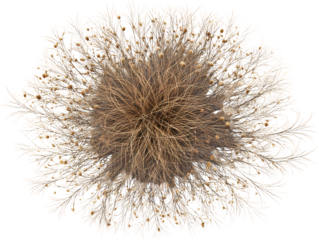 Top-Down View of Round Dry Grass Bush with Tangled Brown Stems, Isolated on Transparent Background