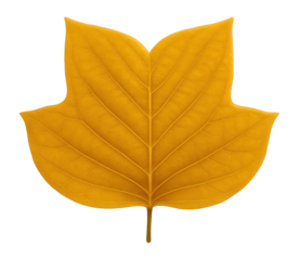 Yellow poplar leaf with a distinct tulip shape and smooth margins