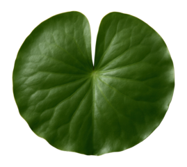 Nymphaea alba leaf, round and flat with a smooth, waxy surface and a deep notch