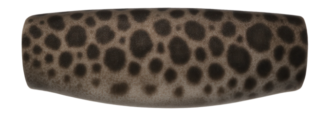 Leopard shark skin with spotted pattern and contrasting light and dark patches